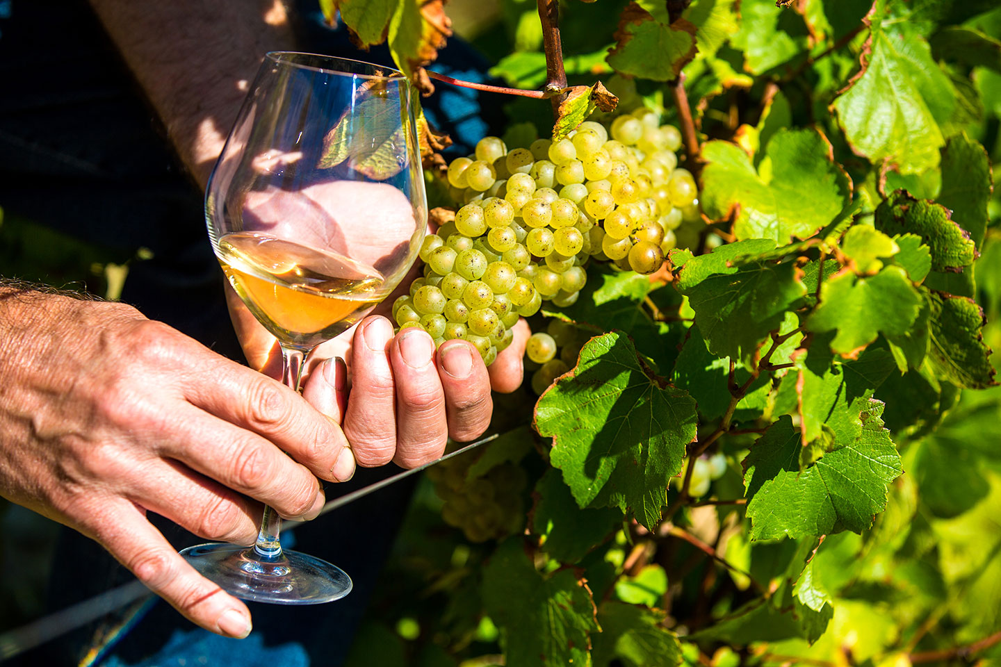 vignoble vignoble